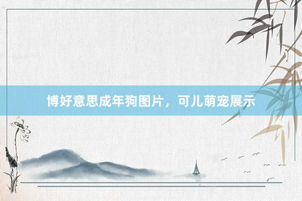博好意思成年狗图片，可儿萌宠展示